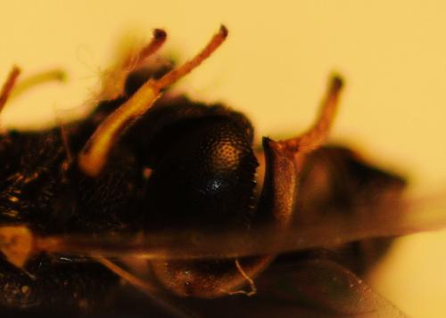 Brachymeria sp.